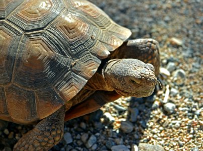 Desert tortoise at Living Desert photo