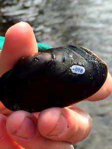 Tagged western pearlshell mussel
