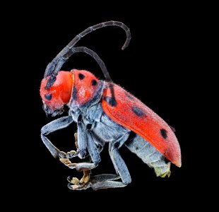 Tetraopes tetrophthalmus, left 2020-07-29-15.33.24 ZS