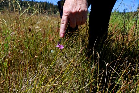 Pedate checker-mallow is federally listed under the ESA