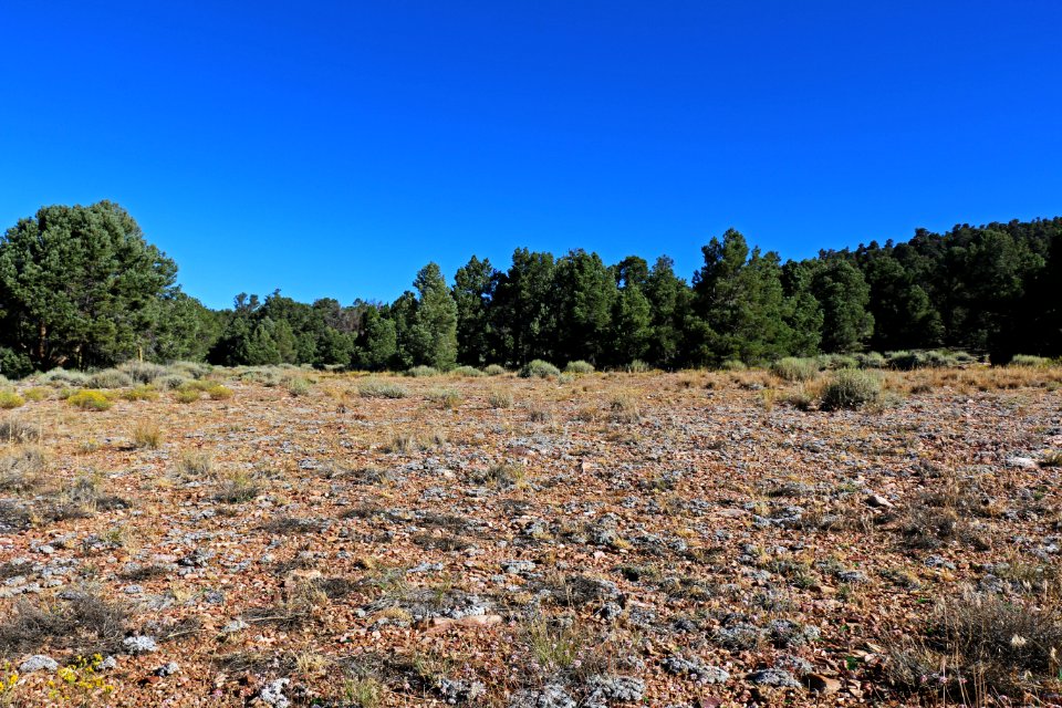 Pebble Plains habitat near Big Bear Lake in the San Bernardino Mountains