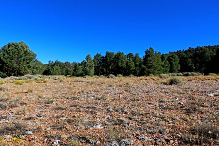 Pebble Plains habitat near Big Bear Lake in the San Bernardino Mountains