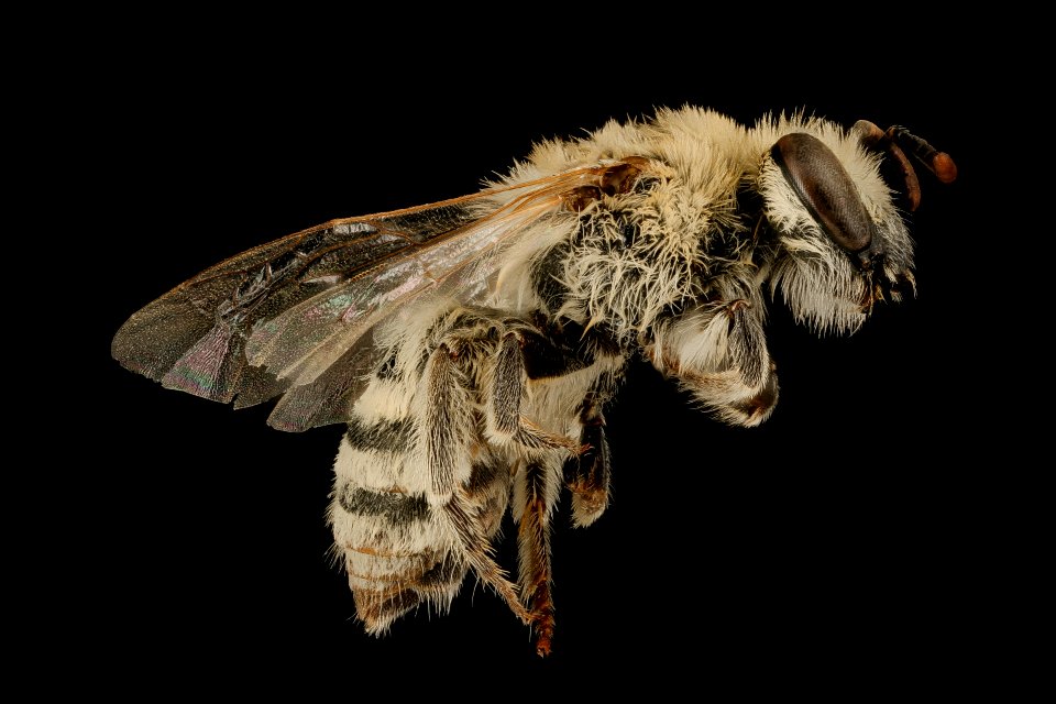 Colletes phaceliae, f, side, Pennington Co, SD 2016-02-02-11.23 photo