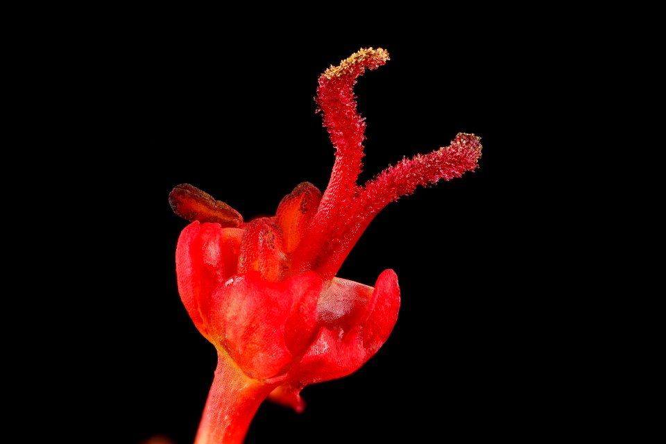 Acer rubrum, pistillate flr. 5, Howard County, Md,  2018-05-17-12.22