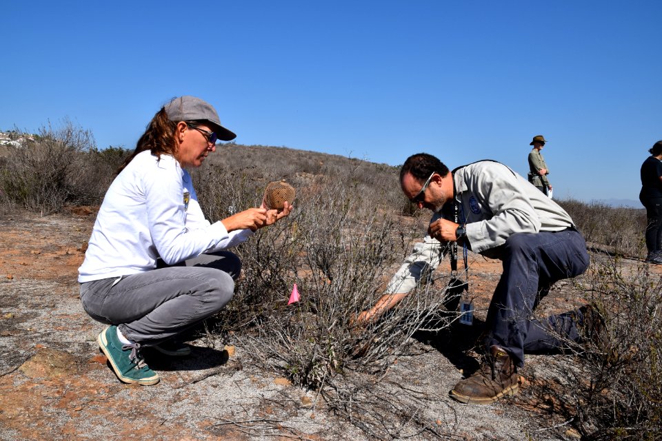Susan Wynn, biologist for USFWS, and Pete Famolaro, biologist with Sweetwater Authority, releasing Quino