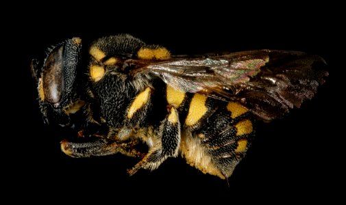Anthidiellum ehrhorni, f, left side, Cochise Co. AZ 2016-10-20-14.31