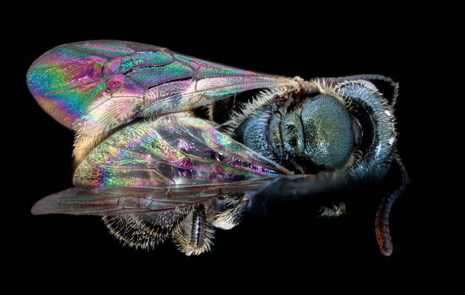 Lasioglossum fattigi, f, back, Alleghany Co. VA 2020-02-17-17.15.11 ZS PMax UDR