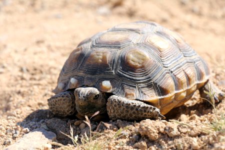 Desert tortoise at MCAGCC
