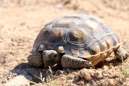 Desert tortoise at MCAGCC photo