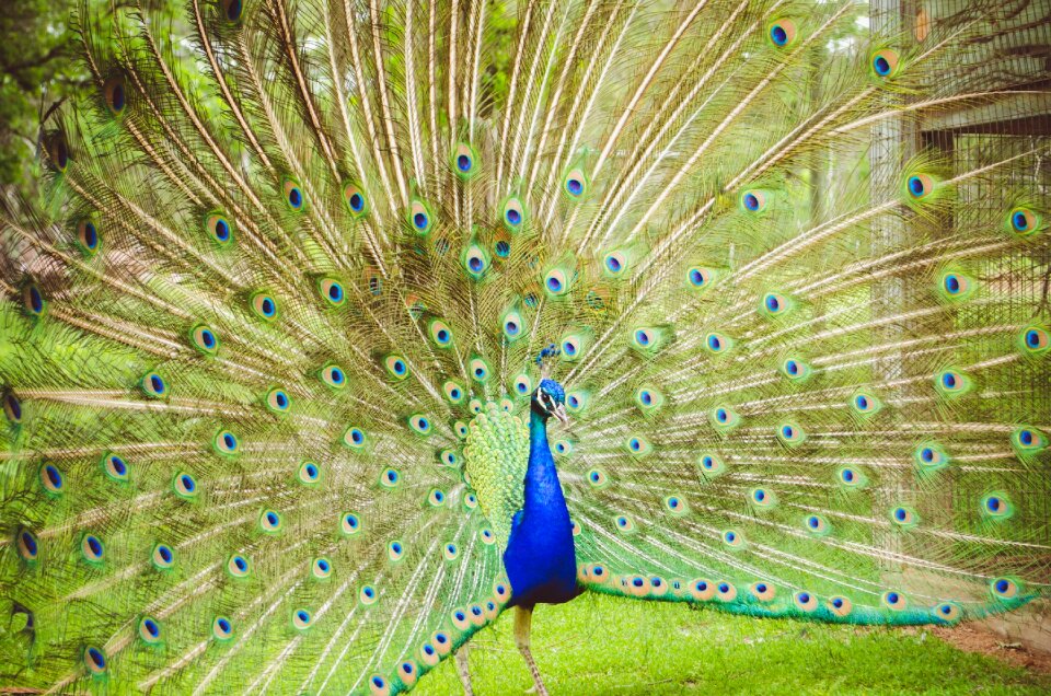 Peafowl fantail tail