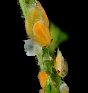 citrus psyllid, u, lavae3, ft detrick 2014-05-01-10.30.17 ZS PMax photo