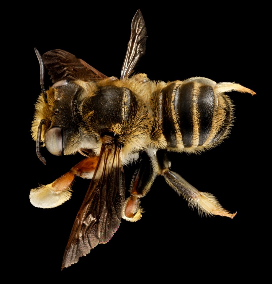 Megachile albitarsis, M, Back, FL, Torreya 2014-10-20-15.47