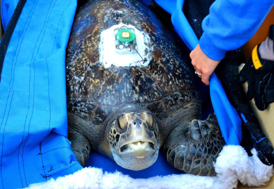 Green sea turtle, Comber, loved this jacket
