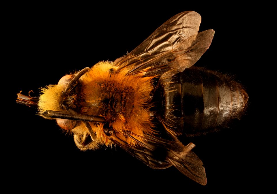 Cadeguala occidentalis, m, back, Canton, Chile 2018-07-14-00.50 photo