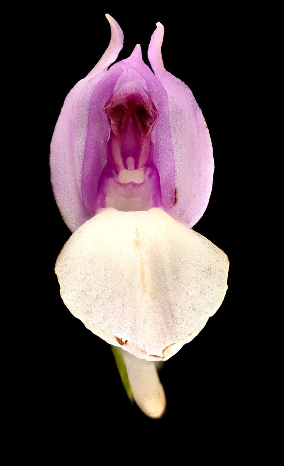 Galearis spectabilis, Showy Orchis flr close up, Howard County, MD, HeLoMetz 2017-05-08-16.54