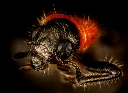 beetle, face, eastern neck, nwr, face 2015-05-25-14.13.26 ZS PMax
