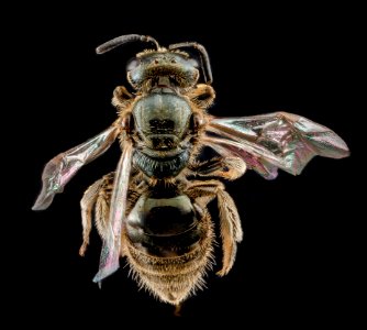 Lasioglossum lineatulum, female, back 2012-07-13-17.34