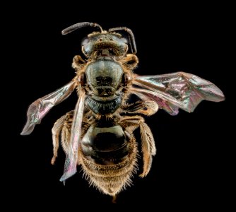 Lasioglossum lineatulum, female, back 2012-07-13-17.34 photo