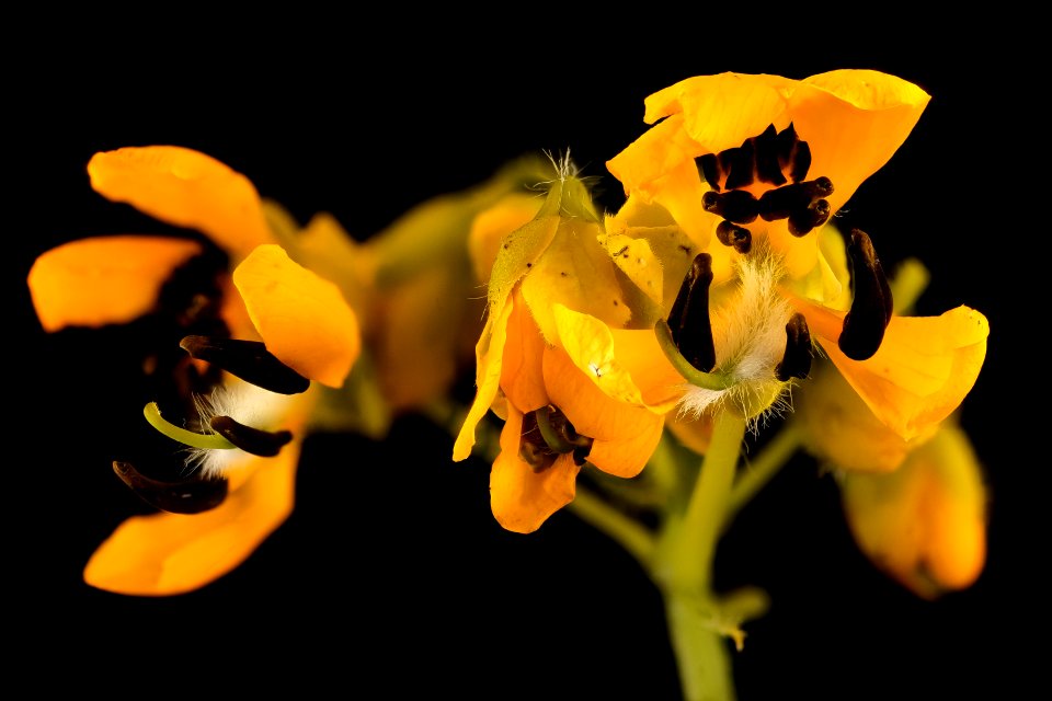 Senna hebecarpa, American Wild Senna, Howard County, MD 2017-09-13-18.17