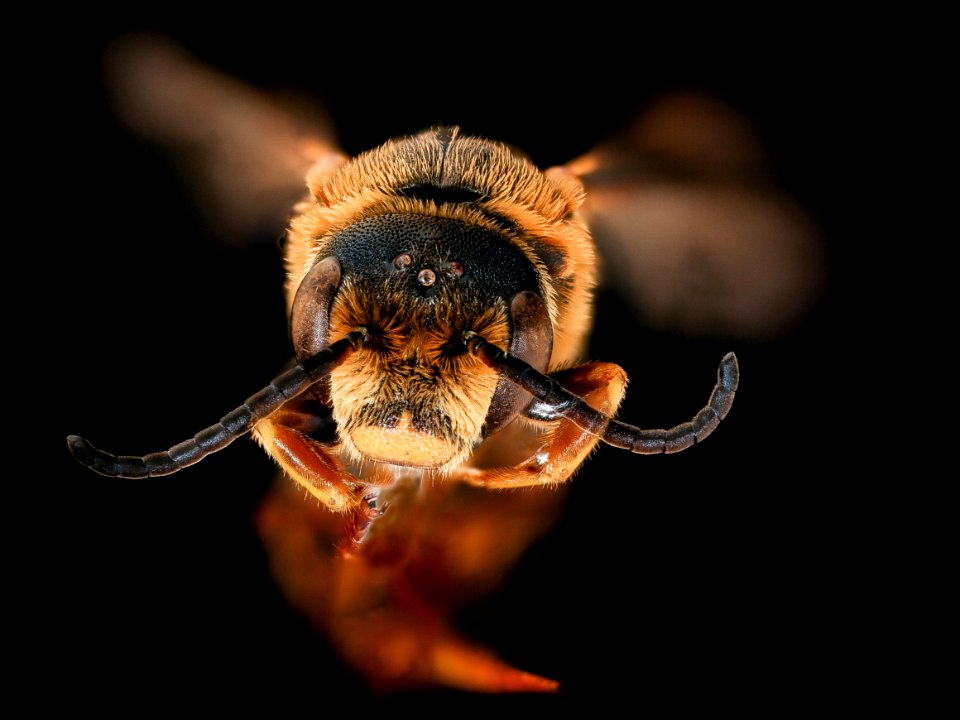 Halictus parallelus, m, face, Prince George's Co, MD 2019-03-21-23.31.47 ZS PMax UDR
