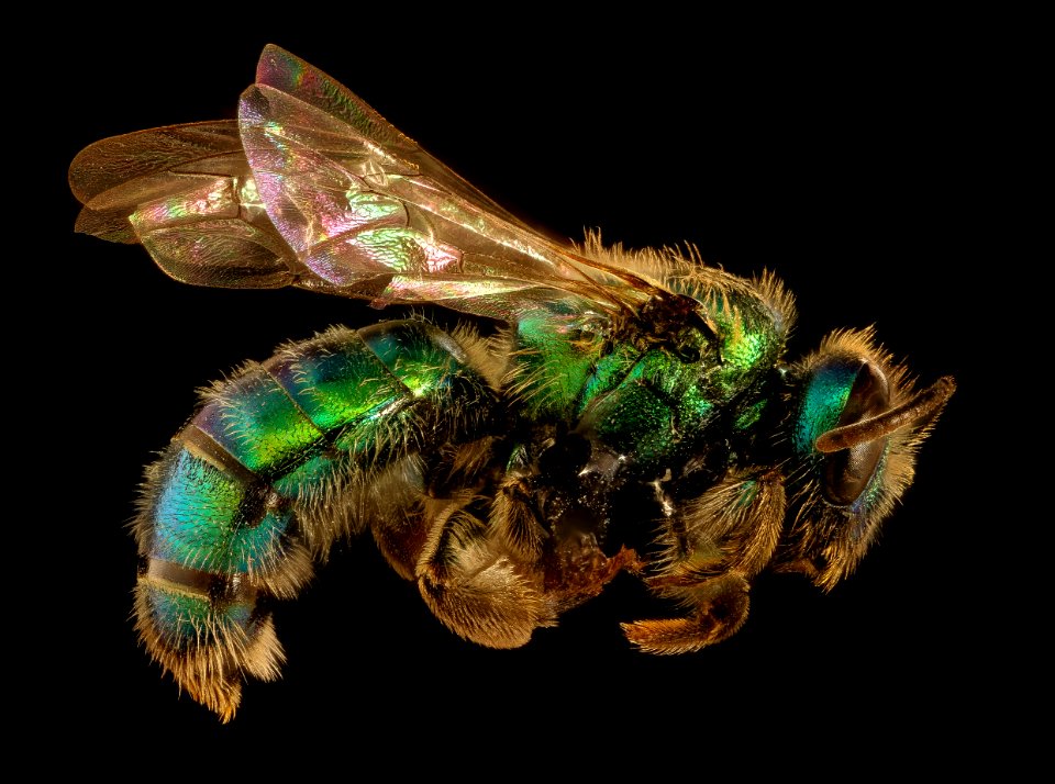 Corynura species, f, right, Canton, Chile 2018-07-14-00.07
