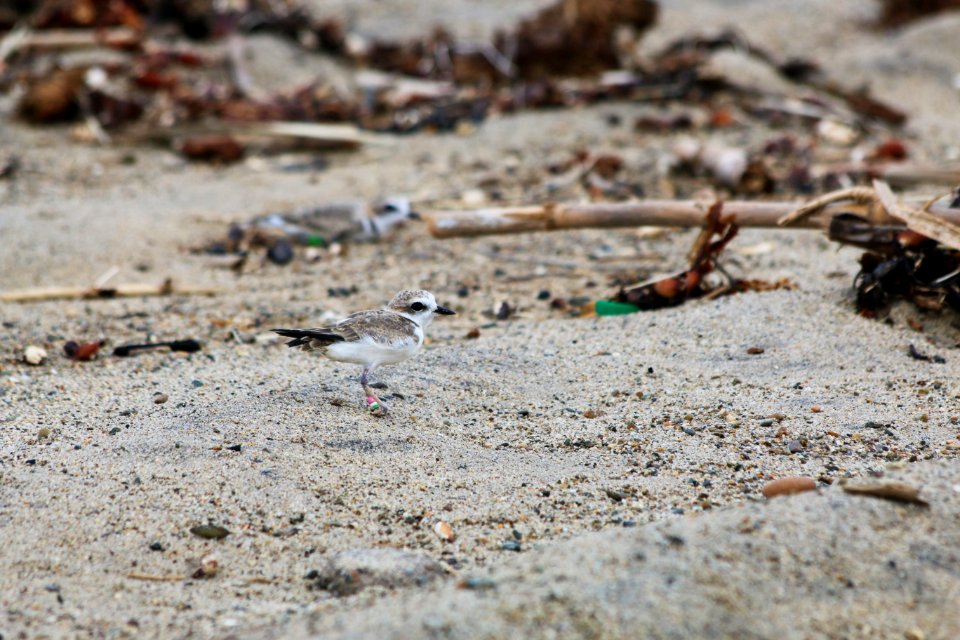 Western snowy plover release