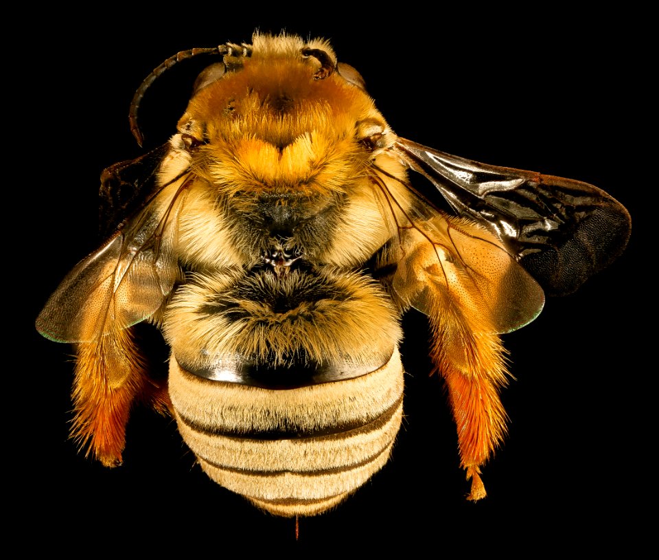 Eucera aragalli, f, back, Pennington Co, South Dakota 2015-12-01-13.02