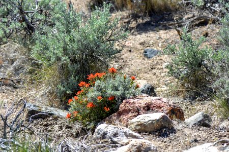 Indian paintbrush in bloom near Reno, Nevada photo