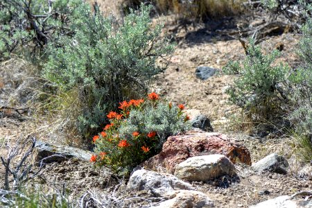 Indian paintbrush in bloom near Reno, Nevada