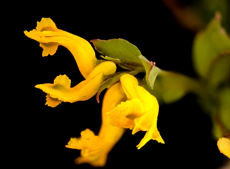 Corydalis flavula, Yellow Corydalis, Howard County, Md,  2018-05-17-16.12
