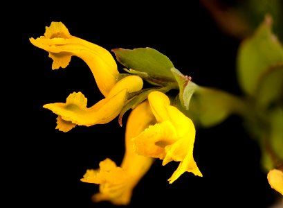 Corydalis flavula, Yellow Corydalis, Howard County, Md,  2018-05-17-16.12
