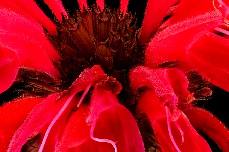 Monarda didyma, Beebalm, Howard County, MD, Helen Lowe Metzman 2017-07-25-15.18
