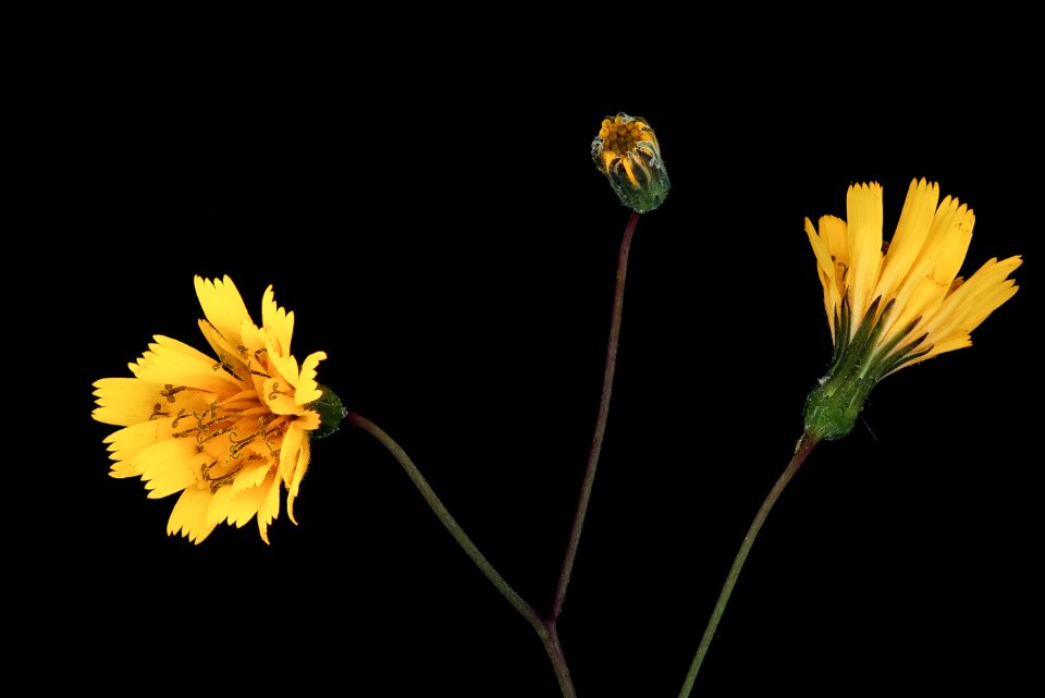 Hieracium venosum, Rattlesnake hawkweed, Howard County, Md, Helen Lowe Metzman 2019-10-23-16.09.12 ZS PMax UDR