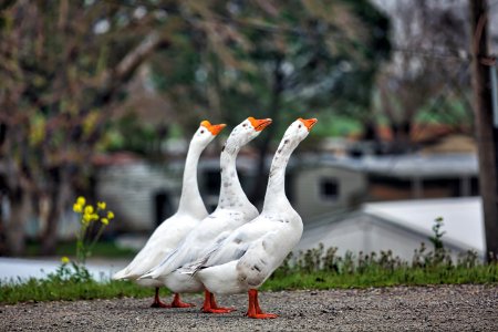 Delta geese 2017-02-15