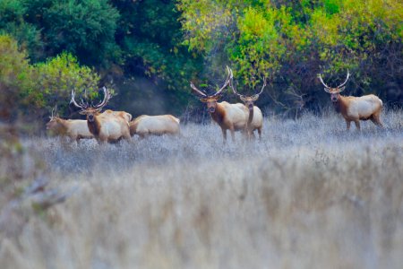 Tule elk at San Luis National Wildlife Reserve photo