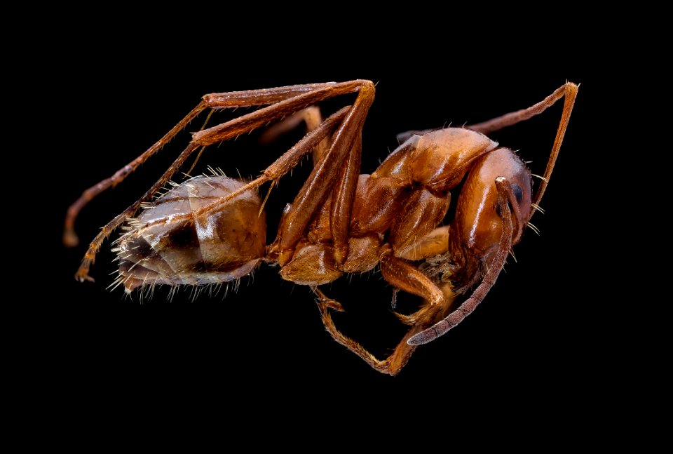 Red ant, right 2 2020-08-18-17.16.58 ZS PMax UDR