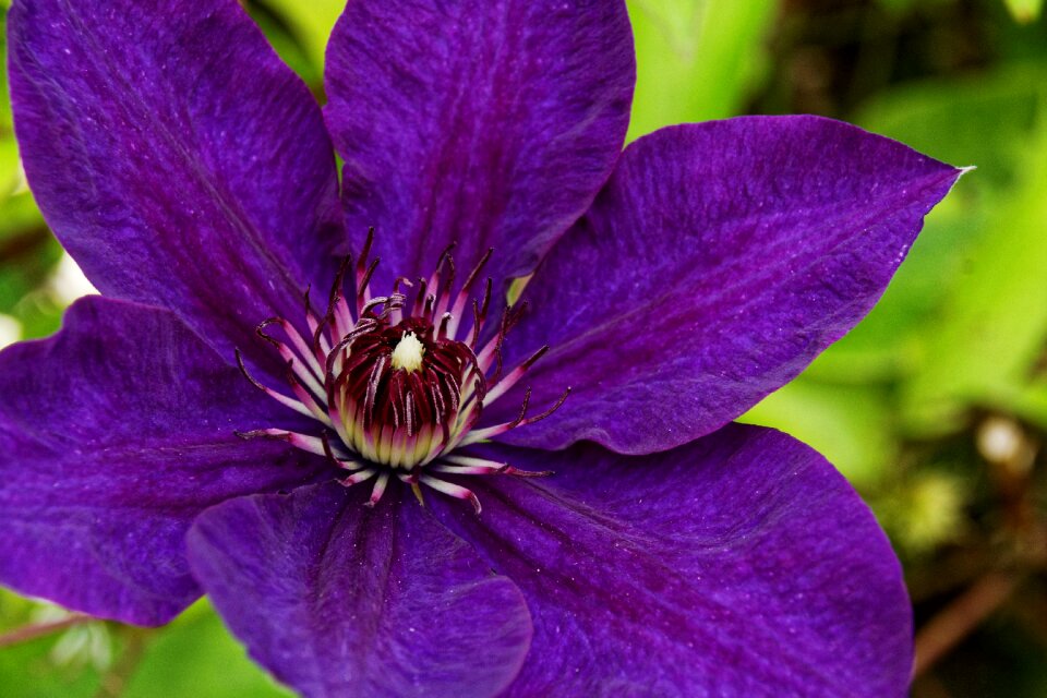 Bloom flower close up