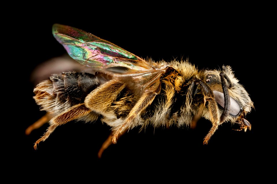 Andrena wheeleri, F, side, North Carolina, Buncombe County 2013-03-19-14.46