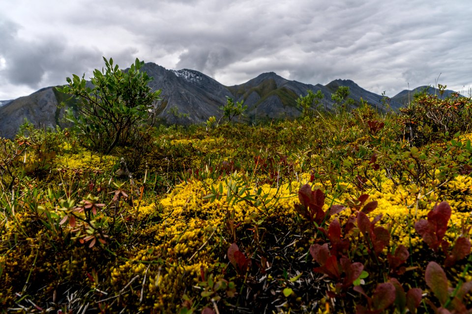 Arctic Refuge - Sheenjek River