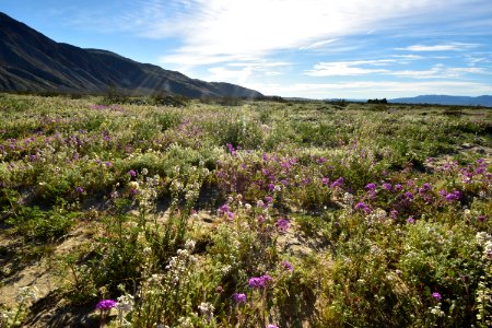2019 wildflower bloom at Anza Borrego State Park, California photo