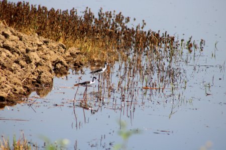 Black-necked stilts at Sacramento National Wildlife Refuge