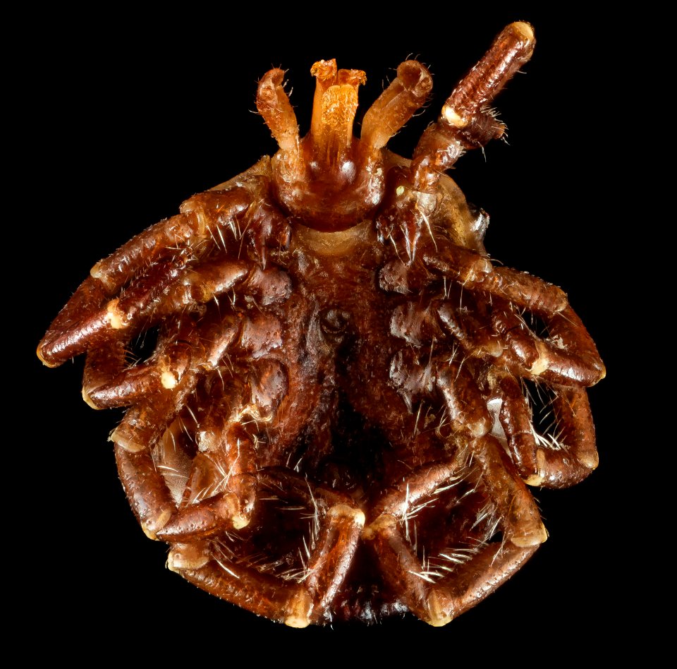 Lone star tick, U, Ventral, Arkansas, Hot Springs Village 2015-06-05-15.27.21 ZS PMax