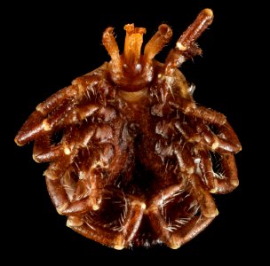 Lone star tick, U, Ventral, Arkansas, Hot Springs Village 2015-06-05-15.27.21 ZS PMax photo