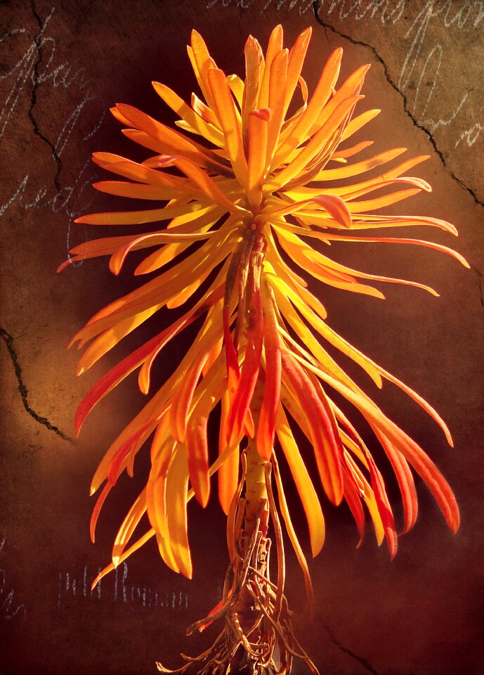 Coloring orange flora