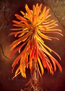 Coloring orange flora photo
