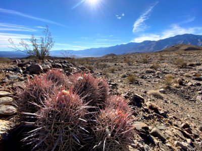 Mojave Desert landscape photo