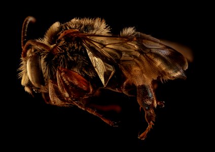 Mesoplia rufipes, m, left, La Cruz, Costa Rica 2018-08-15-21.07.27 ZS PMax UDR