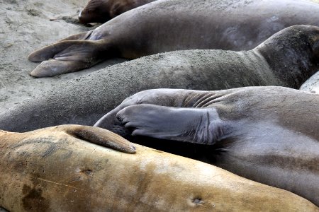 Elephant seal photo