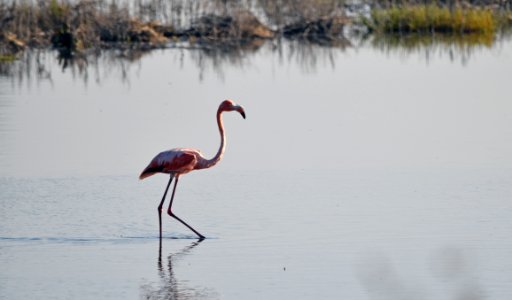 Flamingo getting ready to fly photo