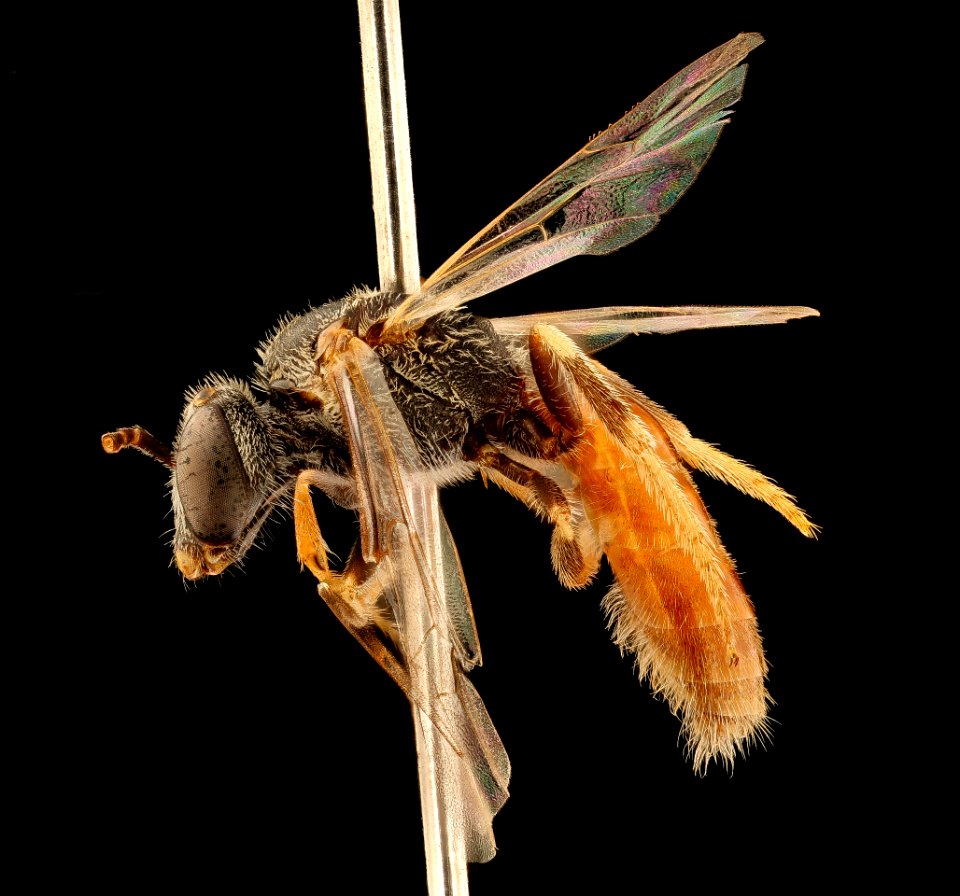 Lasioglossum texanum, m, left Pennington Co., SD 2018-06-20-12.43.38 ZS PMax UDR